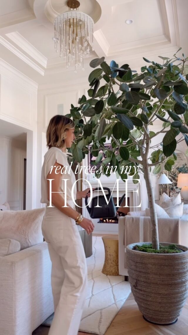 My real trees in our home make me so happy. I don't have a green thumb and somehow have managed to keep these 3 beauties thriving. If you ever wanted to have a real tree I highly recommend a ficus. These are my 3 favorites. #homedecor #homeinterior #homestaging